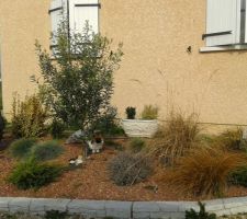 Le massif devant a bien poussé... Le chat profite de l'ombre de l'olivier!
Vivement les beaux jours pour enlever les mauvaises herbes!