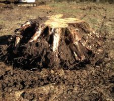 Enl&egrave;vement des souches qui allai me g&ecirc;ner pour ma construction