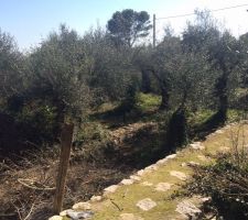 Restanques basses emplacement future piscine