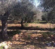 Les oliviers avant leur taille