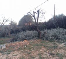 Adieu la haie de cypr&egrave;s...mais elle assombrissait trop le terrain