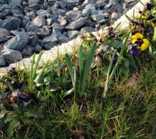 C'est le printemps !