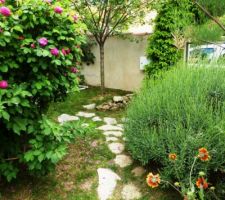 Photos de mon ancien jardin - également créé à partir de "rien" (terrain nu, que de la terre...) 
L'ancienne maison a été terminée en mars 2006 - cette photo a été prise en mai 2013 (peu avant le déménagement)
Vue vers portillon piéton... en fleurs, un rosier ancien, à droite, la touffe verte une Lavande, au fond un cerisier, planté en 2010