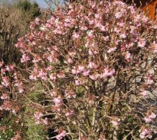 Viburnum fin février