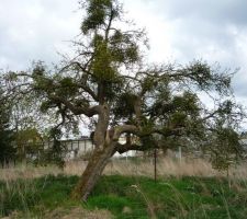 Un bon vieux pommier normand, &agrave; remettre en forme