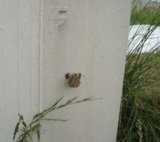 Premier petit habitant!!!