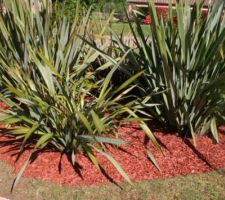 Phormium ( de notre ancienne maison )