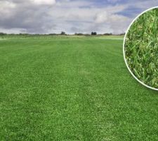 Terrasse végétalisée avec un partie en gazon bermuda grass.