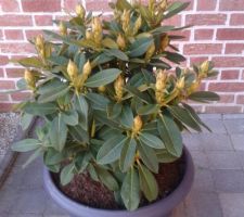 Rhododendrons déplantés et mis en pots pendant le tps des travaux