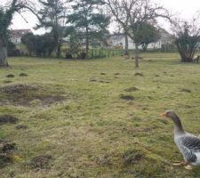 Voici la parcelle que nous avons choisi.Elle continue un peu sur la gauche de la photo.
Notre chemin d'acc&egrave;s sera partira du piquet jauneen diagonale jusqu'&agrave; notre parcelle situ&eacute;e &agrave; environ 2 m&egrave;tres au dessus du niveau de la rue.
Au niveau du gros arbre sera construite la maison de nos futurs voisins. 8 m&egrave;tres s&eacute;pareront nos maisons.
