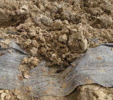 Remblaiement des terres autour de la maison, haie endommag&eacute;e