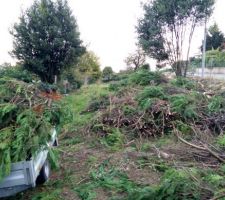 Abattage de la (très) grand haie de thuyas. Plus de 40 arbres coupés par un bucheron, il nous reste à évacuer tout ça !