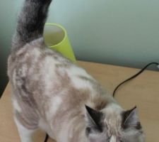 Un chat