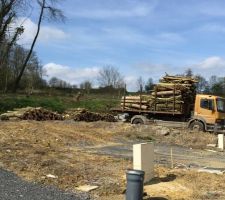 Elagage des arbres du lotissement