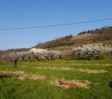 Les cerisiers g&ecirc;nant la construction ont &eacute;t&eacute; enlev&eacute;.
On se rend mieux compte de la surface du terrain maintenant.