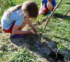 Un jardin pour les enfants : 
Début du futur cabanon fleuri...on plante les tournesols qu'on a semé il y a un mois environ dans des petits pots, on sème des capucines, on cherche des batons comme support....