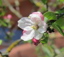 Fleur du petit pommier