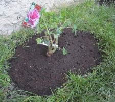 Un rosier "Bel Ange" à fleurs roses fraîchement replanté.