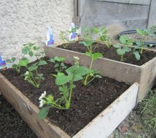 Les fraisiers "Cijosée" et "Cirafine" tout juste plantés dans leurs jardinières faites maison.