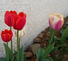 Nos 1eres tulipes