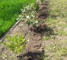 Haie persistants : fusain arbustif, photinia pink marble ( panaché ), oranger du Mexique, photinia red robin.