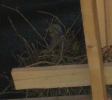 Regardez: nous avons une locataire !!!la maman ramier a fait son nid et couve....Là haut, elle n'est pas dérangée...