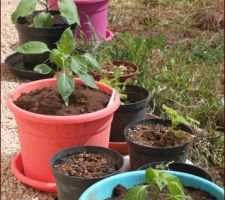 Poivrons, courgettes, tomates, aubergine