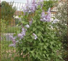 Lilas