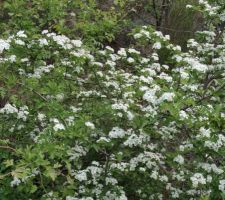 Fleurs sauvages
