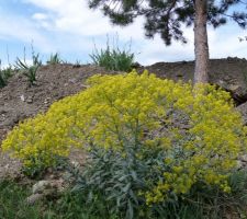 Fleurs sauvages