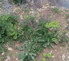Fleurs sauvages