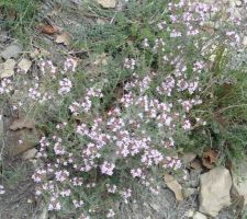 Fleurs sauvages