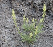 Fleurs sauvages
