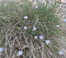 Fleurs sauvages