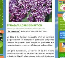 Lilas Sirynga sensation au milieu du massif du fond