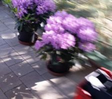 Rhododendrons mauve