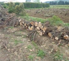 25.04.2015 : on coupe du bois !