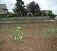 Viorne "boule de neige" au premier plan.
Au deuxième plan arbres fruitiers
En arrière plan, haie refaite.
Suppression de la bande de tissu et bêchage de la platebande.