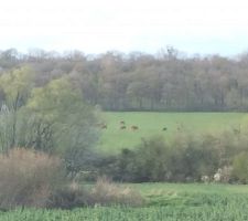 Vue imprenable sur les vaches et la forêt ^^
