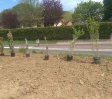 Positionnement des arbustes avant planation