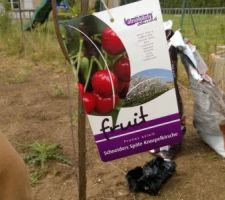 Cerisier planté
