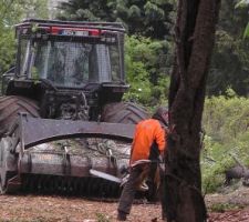 Le bulldozer et la tronçonneuse en pleine action...