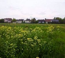 Vue sur le Champs de Blé à l'arrière du terrain