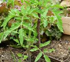 Début mai...ça pousse, ça fleurit, ça devient joli!
Mes plants de tomates (semé le 14 février) ont bien poussé aussi ;-)