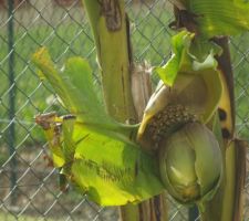 Mon bananier est en fleurs et porte déjà une rangée de bananes