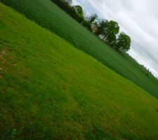 Pelouse &agrave; 6 mois et apr&egrave;s 3 tontes