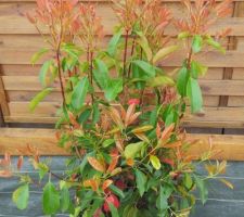 Photinia