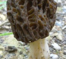 Des morilles !