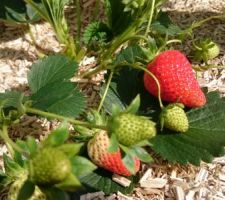 Les fraises poussent