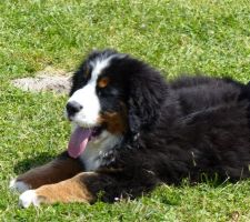 Alarme : Bouvier Bernois baby